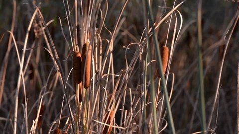 typha plant at the lake at sunset. cattail during the autumn season. windy vegetation