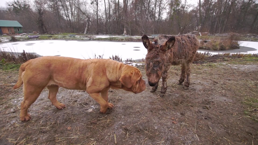 French mastiff plays with donkey foal at a farm at (50fps)