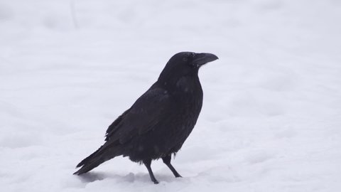 Bird - Black Raven (Corvus corax) in winter time. Looking for something to eat.