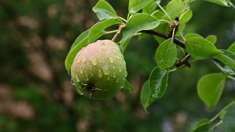 fruit of a pear variety "Lada" in raindrops. End of July, Moscow region.
