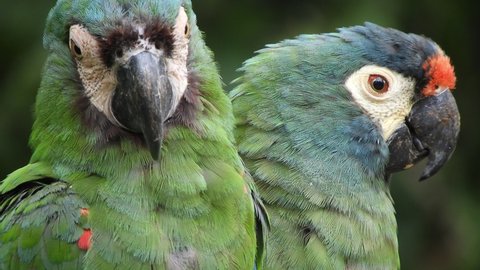 2 Chestnut-fronted macaws - known as Maracanã-guaçu in Brazil (scientific name Ara severus) sitting next to each other. The right one looks down and drops out of shot.