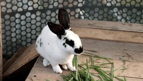Cute black and white domestic rabbit eating juicy green grass with appetite in his cage on a sunny day