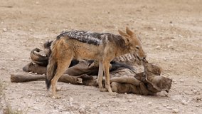 A black-backed jackal (Canis mesomelas) scavenging the remains of a wildebeest, Kalahari, South Africa