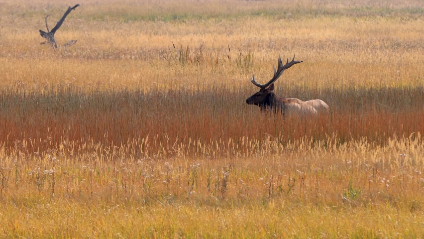 Wild elks in Yellowstone National Park