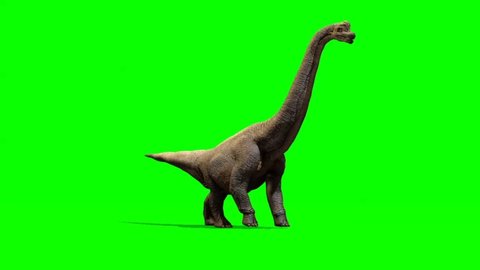 Apatosaurus Dinosaur Walking on Green Screen