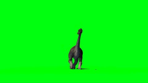 Brachiosaurus Dinosaur Walking on Green Screen