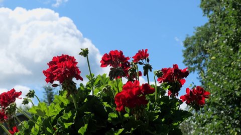Time lapse clip of Red Geranium flower blossoms fluttering in the breeze, as fluffy clouds pass by the blue sky in the background, on a sunny day.