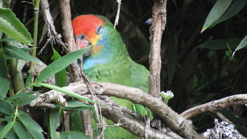 A Red-spectacled amazon parrot (Amazona pretrei) native to South America. Asleep in bushes.