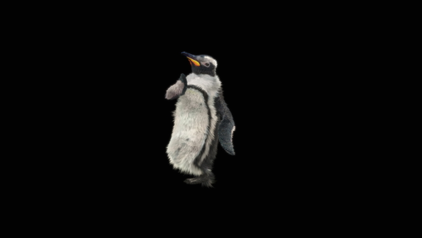 Penguin Dancing CG fur 3d rendering animal realistic CGI VFX Animation  Loop alpha dance composition 3d mapping, Included in the end of the clip with Alpha matte. | Shutterstock HD Video #1065550015
