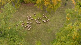 Herd of sheep on pasture, above view. Drone video recording