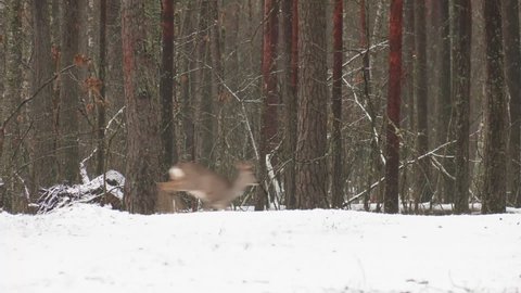Roe deer in the winter forest. Wild forest deer.