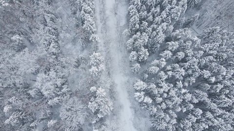 snow covered forest in winter with a narrow path during the day taken by drone from the sky
