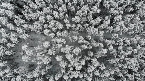 White winter forest aerial drone view. Snow forest background top view.