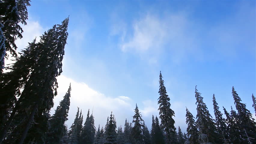 Clouds over fir trees