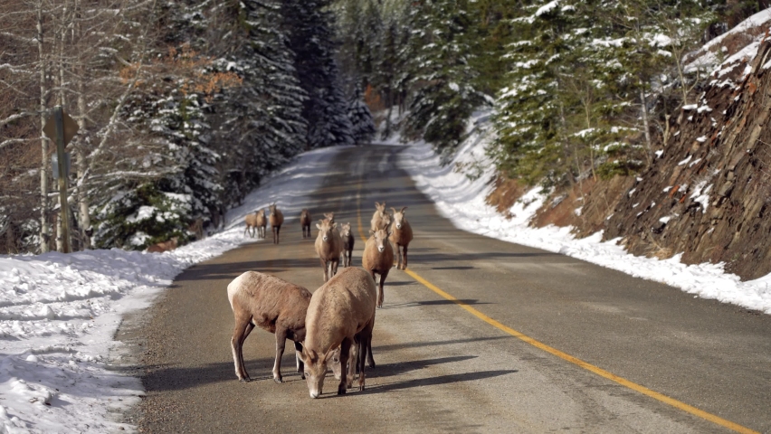 A group of young Bighorn Sheeps (ewe and lamb) foraging on the snowy mountain road. Banff National Park in October, Mount Norquay Scenic Drive. Canadian Rockies, Canada.
