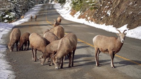 A group of young Bighorn Sheeps (ewe and lamb) foraging on the snowy mountain road. Banff National Park in October, Mount Norquay Scenic Drive. Canadian Rockies, Canada.
