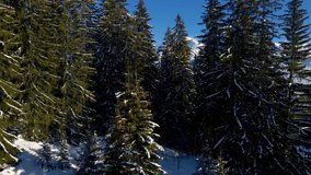 Mont Blanc mountain revealed behind fir tree forest with snow covered white winter alpine landscape viewed from Megève,  4k aerial video footage from drone near Chamonix, France