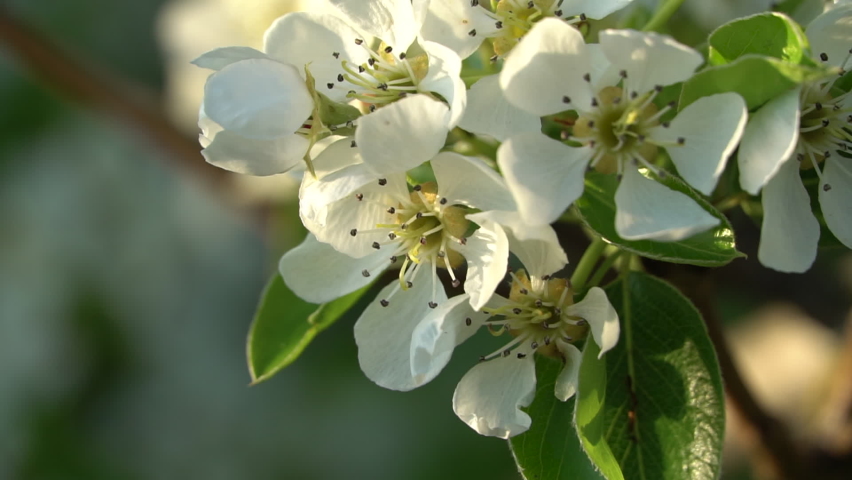 Beautiful Blossom Tree, Nature Scene 스톡 동영상 비디오(100% 로열티 프리) 1065562939 | Shutterstock