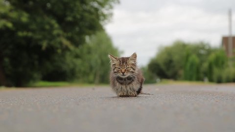 Homeless kitten sitting on the road.