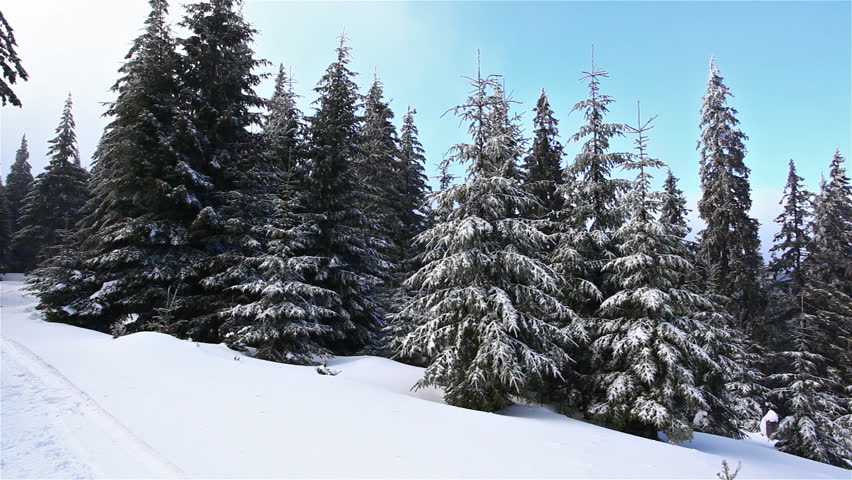 Winter forest panorama