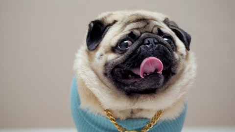 Portrait of a stylish and fashionable pug dog in a blue sweater and with a gold chain looking at the camera