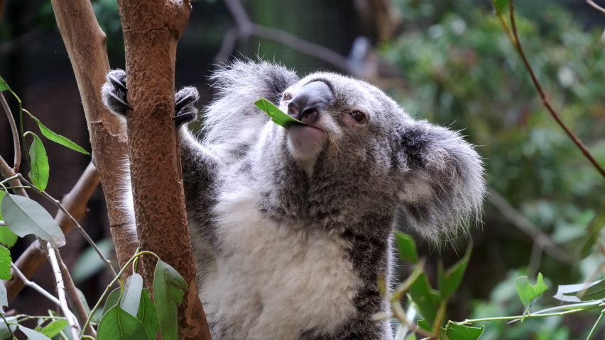 Close up of koala chewing a eucalyptus leaf at blackbutt nature reserve in newcastle, australia