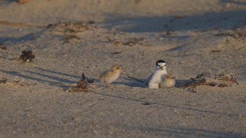 high frame rate front view little tern chicks returning to its parent on a beach in australia