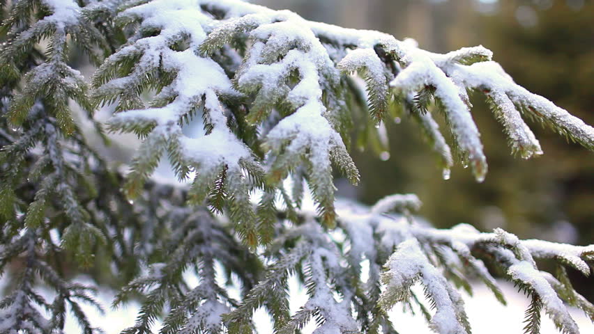 Close up of snow covered fir tree branch