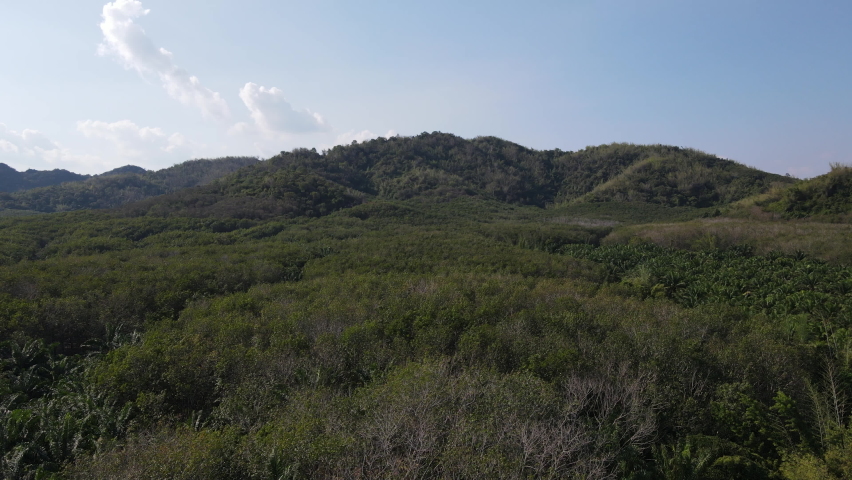 panorama mountain in palm tree farm
