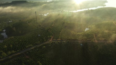 Top view coffee fields in DakHa, Kontum, in the Central Highlands region of Vietnam. KonTum has been dubbed 'Kingdom of Coffee',earning Vietnam second place among the world's top coffee exporters.