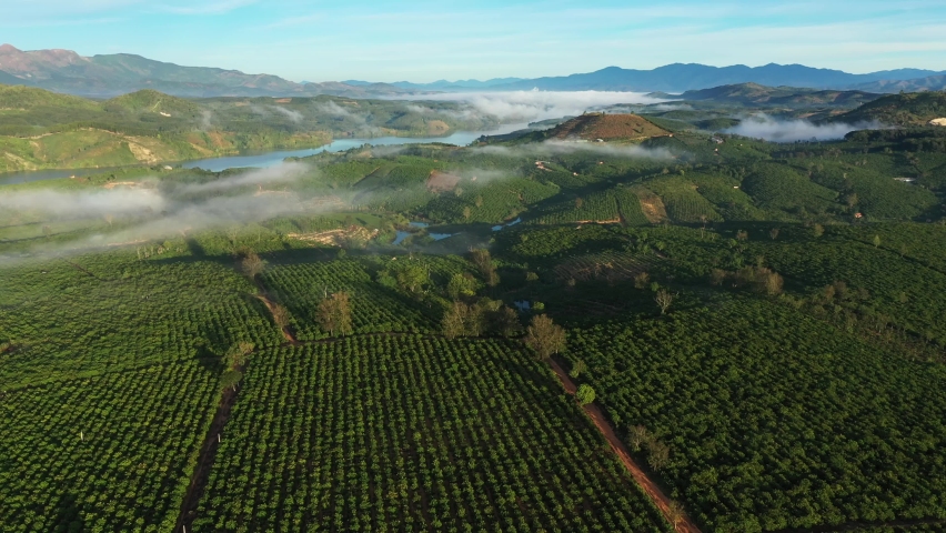 Top view coffee fields in DakHa, Kontum, in the Central Highlands region of Vietnam. KonTum has been dubbed 'Kingdom of Coffee',earning Vietnam second place among the world's top coffee exporters. | Shutterstock HD Video #1065575440