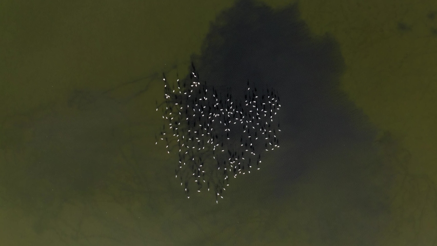Flock of Flamingos resting in a shallow lagoon, Aerial view.