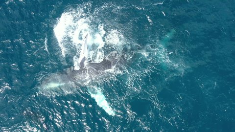 Maui Humpback Whale Pectoral Fin Slapping