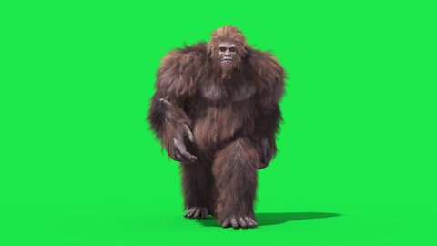 Green Screen Bigfoot Yeti Walkcycle Loop Real Fur 3D Rendering Animation 4K