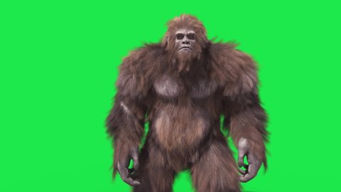 Green Screen Bigfoot Yeti Attack Front Real Fur 3D Rendering Animation 4K