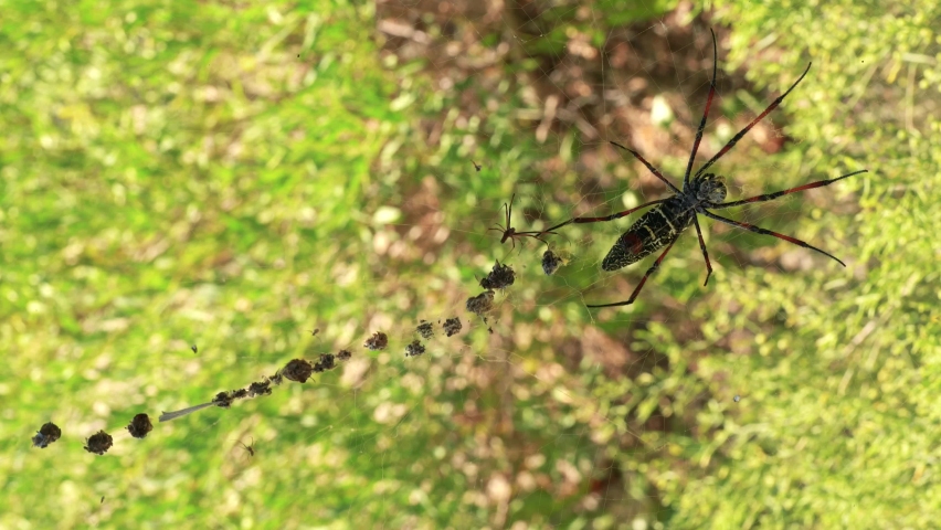 Red legged golden orb weaver spider female - Nephila inaurata madagascariensis, resting on her nest, sun over blurred bushes in background