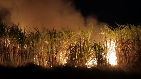 The fire was burning sugarcane fields at night. The wrong harvest of farmers.