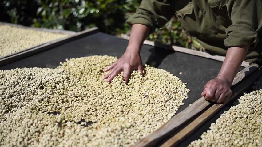 Drying and selecting coffee beans. Dry organic green bean selecting in coffee milling process. | Shutterstock HD Video #1065591679