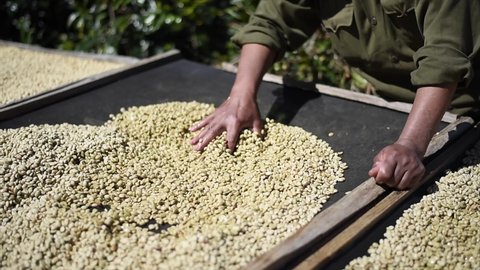 drying and selecting coffee beans. Dry organic green bean selecting in coffee milling process.