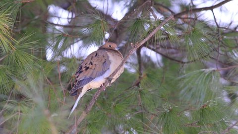 A Mourning Dove perched on the branch of a tree in winter