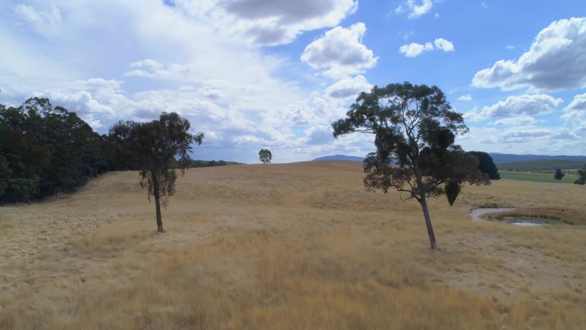 Slow rise high above trees and yellow agricultural field in Australian outback