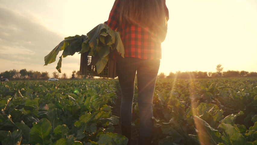 agriculture. Farmer girl in a walk on a green field with box. business natural food agriculture concept farmer walk home after harvesting at sunset. farmer healthy food walk agriculture concept Royalty-Free Stock Footage #1065596737