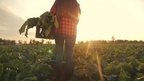 agriculture. Farmer girl in a walk on a green field with box. business natural food agriculture concept farmer walk home after harvesting at sunset. farmer healthy food walk agriculture concept - Powered by Shutterstock - Get 15% off with code: PIKWIZARD15