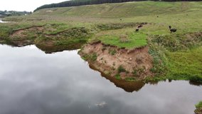 Wonderful landscape video shooting from a drone overlooking the river, green hills and grazing cows. Village Varzi-Yatchi, Udmurt Republic, Russia