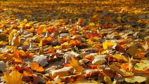 Thick yellow fallen leaves on the grass blown up by the wind