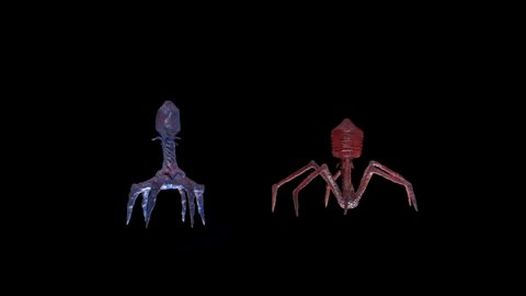 Rotating models of bacteriophages. These are viruses that multiply inside bacteria and cause their death. In some cases they are used in the fight against bacteria instead of antibiotics.