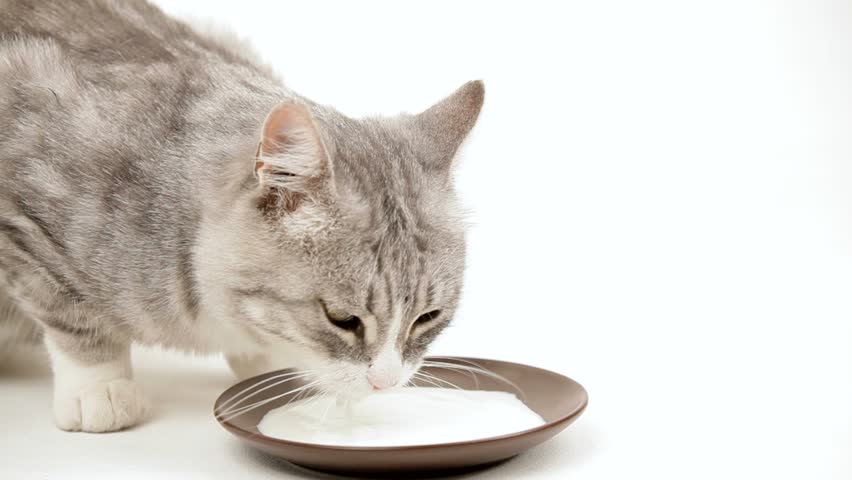 Cat Drinking Milk Delicious. Stock Footage Video (100% Royalty-free
