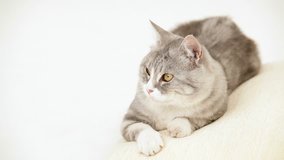 Funny cat is winking at a white background.