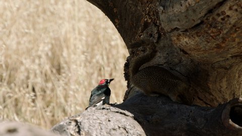 CU SLO MO Acorn woodpecker (Melanerpes formicivorus) fighting off California ground squirrel (Otospermophilus beecheyi), California, USA