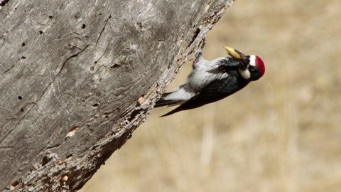 CU Acorn woodpecker (Melanerpes formicivorus) on granary tree, California, USA